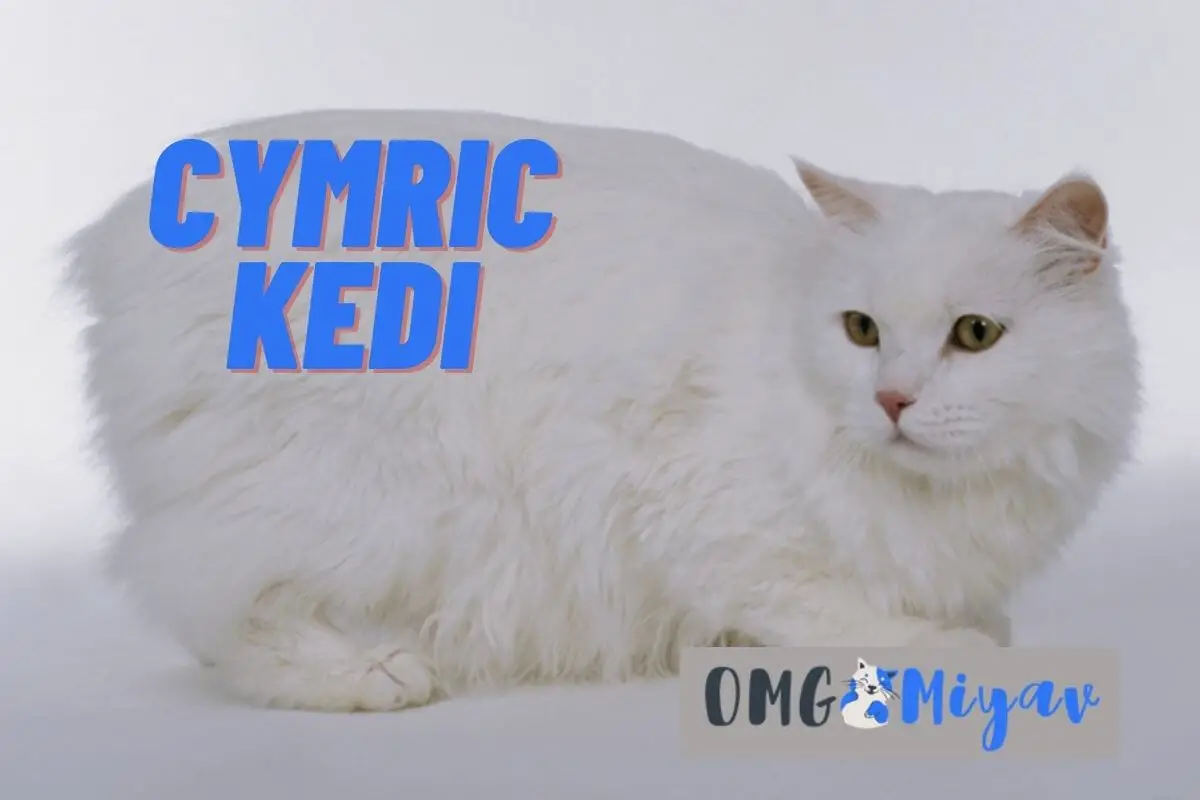 Cymric Kedi