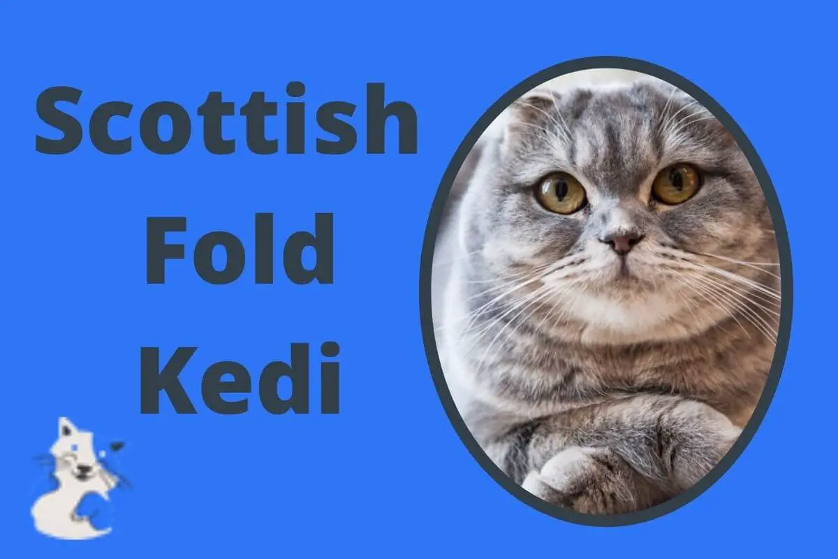 Scottish Fold Kedi
