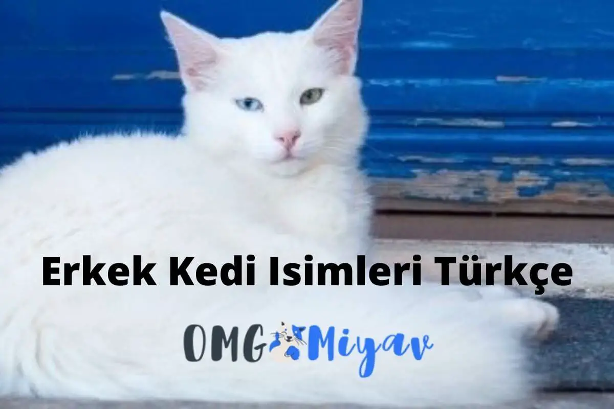 Erkek Kedi Isimleri Türkçe