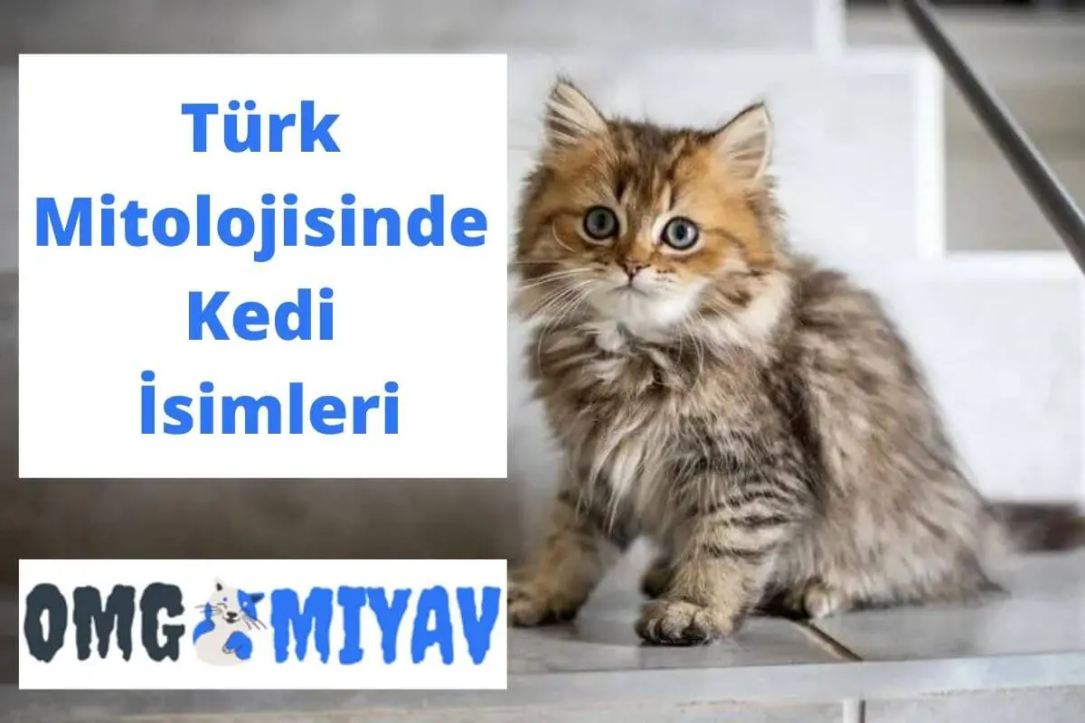Türk Mitolojisinde Kedi İsimleri