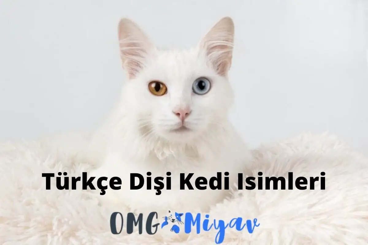 dişi kedi isimleri türkçe