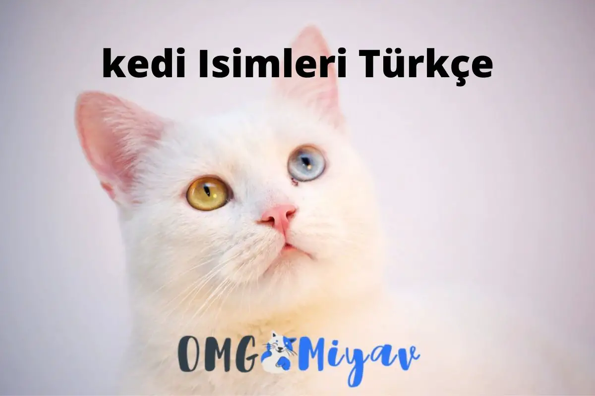 kedi isimleri türkçe