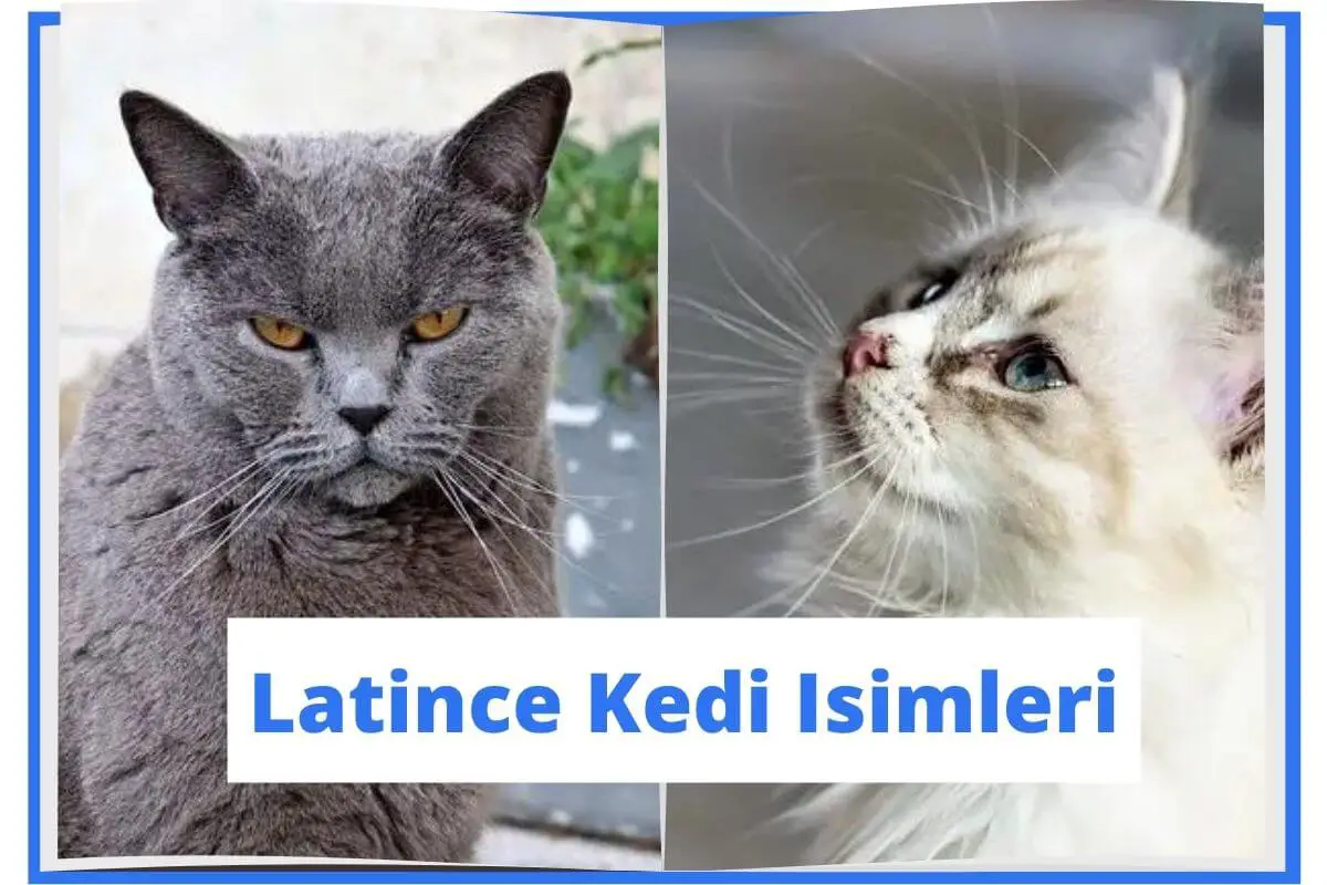 Latince Kedi İsimleri