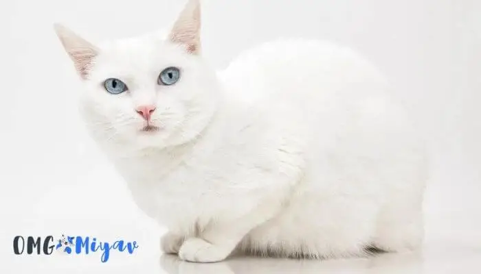Mavi Gözlü Beyaz Kedi İsimleri