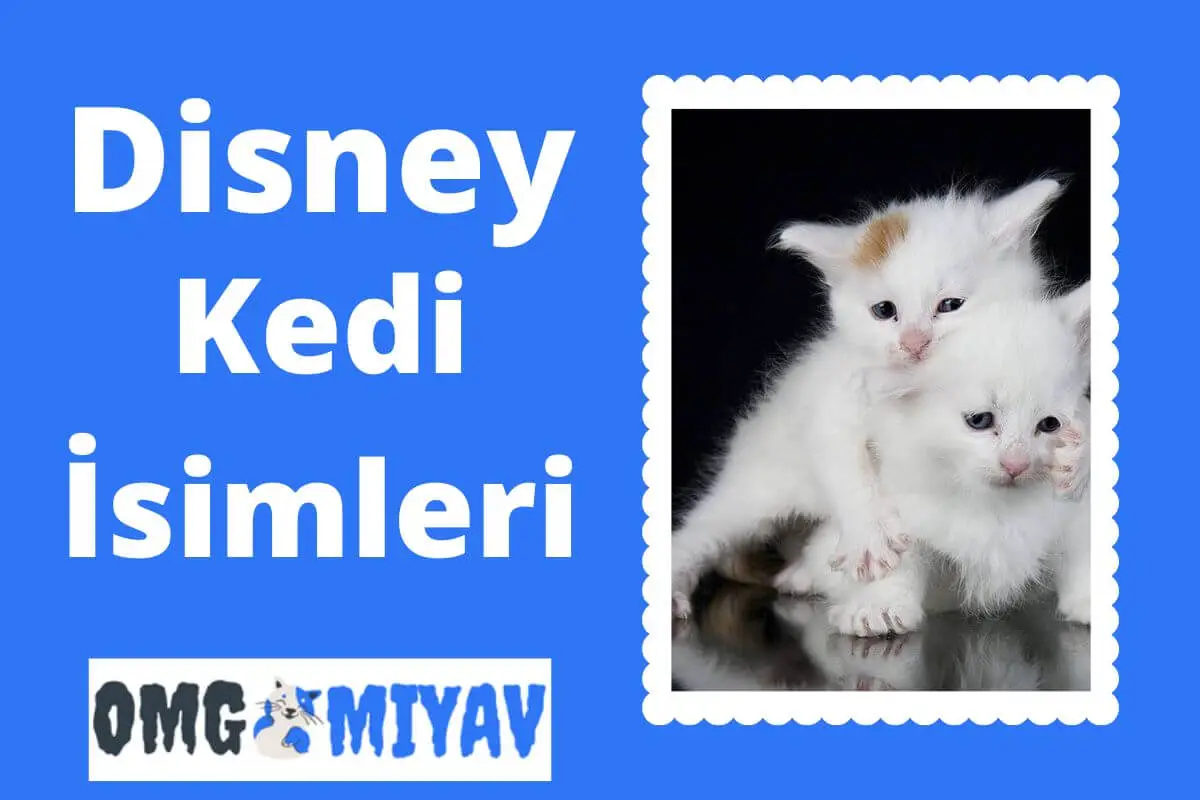 Disney Kedi İsimleri